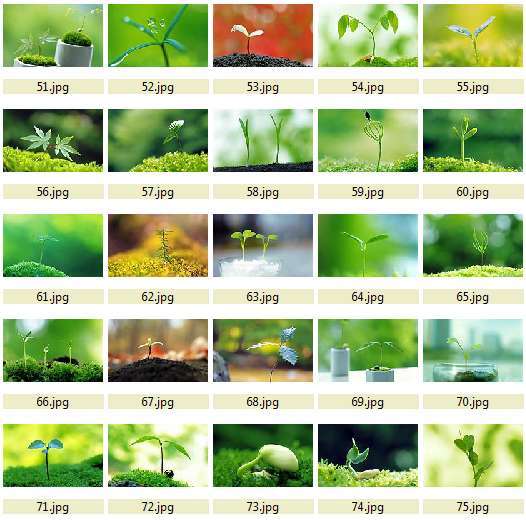 plant wallpaper. Plant-Births-HD-wallpapers